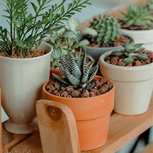 Plants